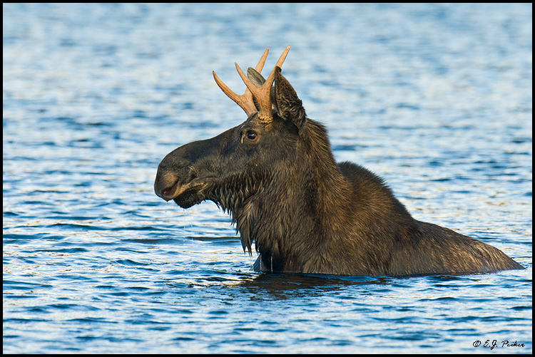 Moose, Baxter SP, ME
