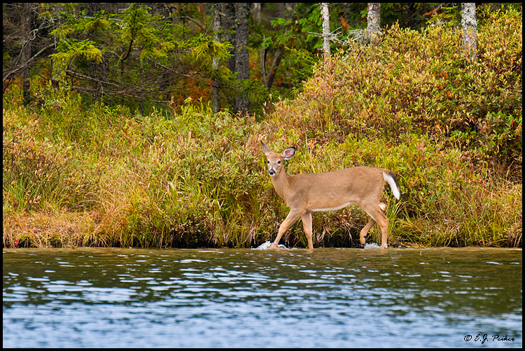 White-tailed Deer, Baxter SP, ME