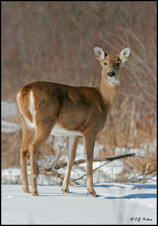 White-tailed Deer, Minnesota