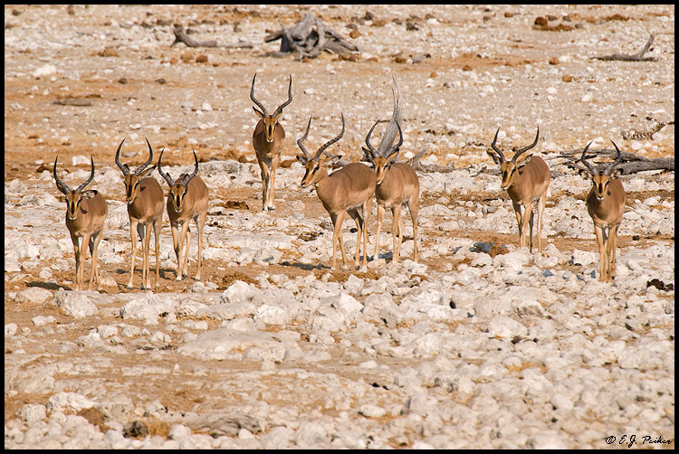 Black-faced Impala, Namibia
