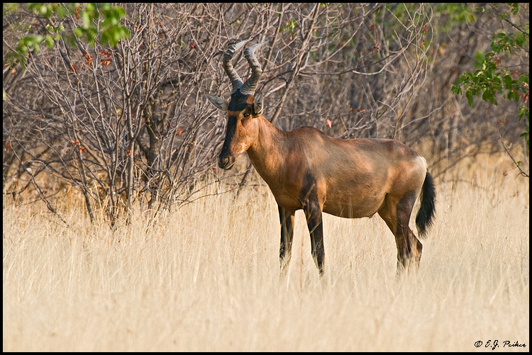 Namibian Wildlife
