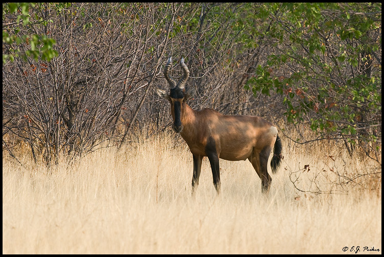 Red Hartebeest, Namibia