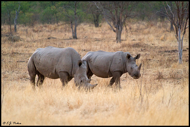 White Rhinocreo, Namibia