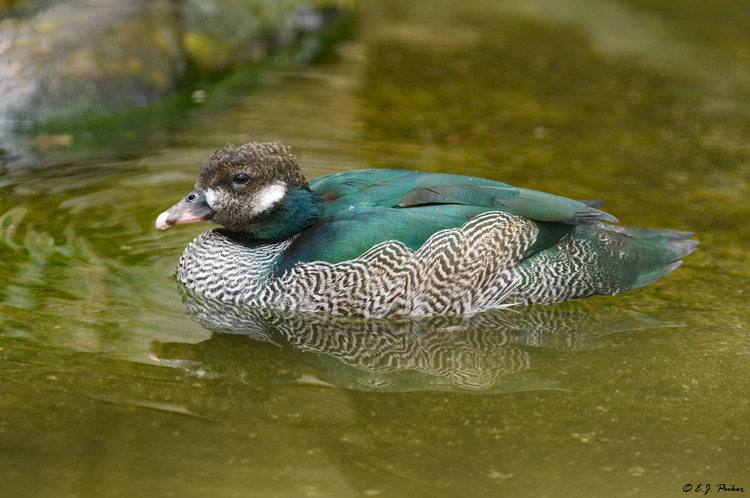 Green Pygmy Goose