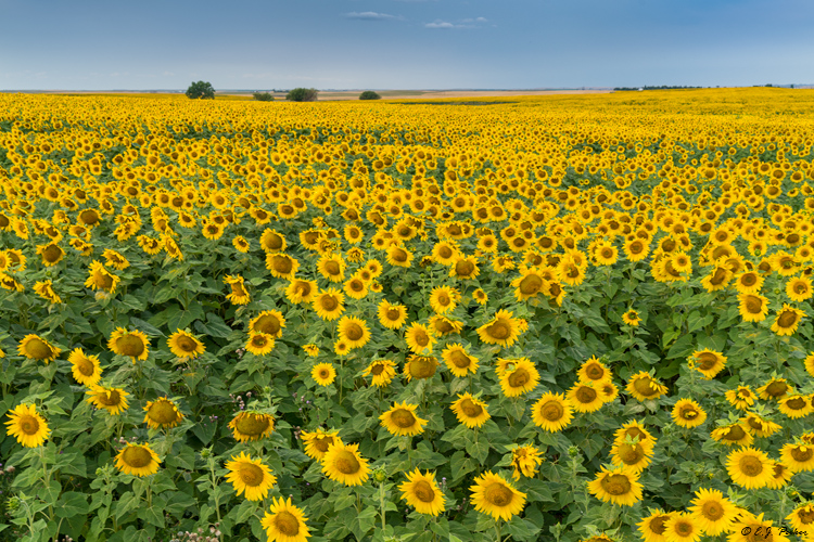 Sunflowers, ND