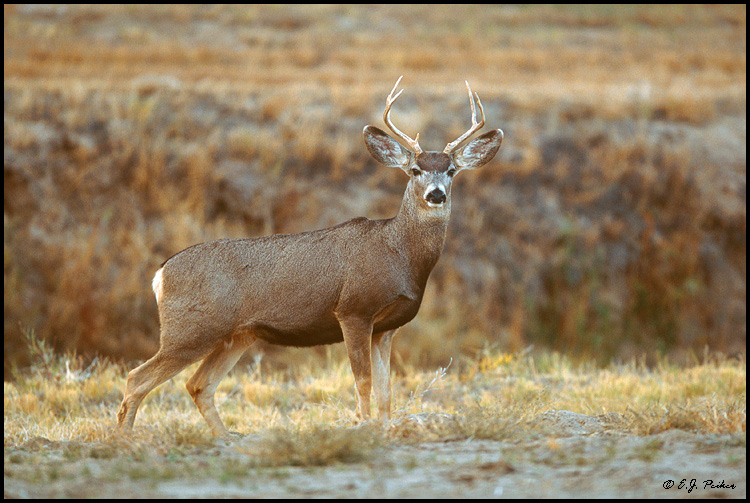 Mule Deer, Bosque del Apache, NM
