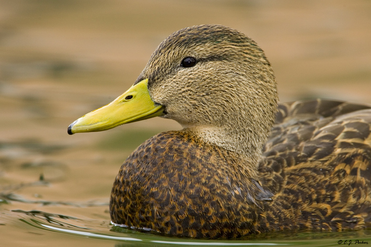 Mottled Duck, Albuquerque, NM