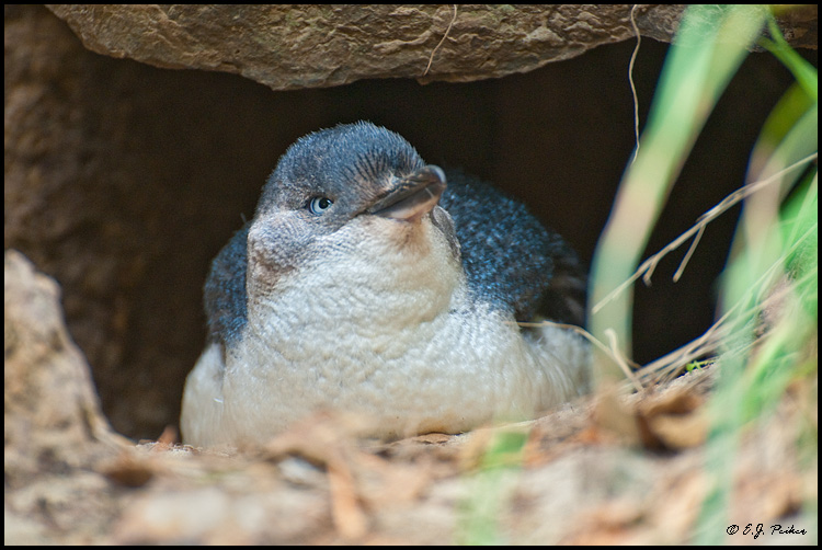 Little Blue Penguin, New Zealand