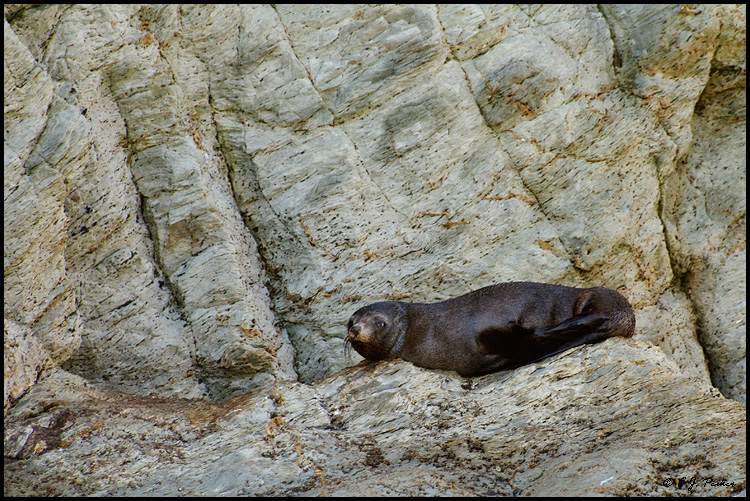 New Zealand Fur Seal, New Zealand