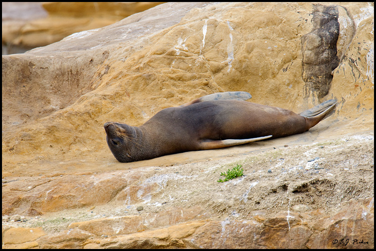 New Zealand Fur Seal, New Zealand