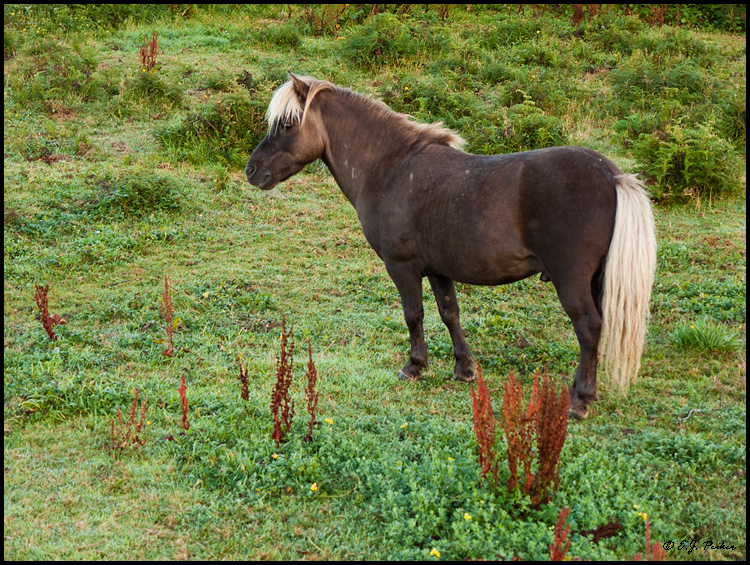Shetland Pony, New Zealand