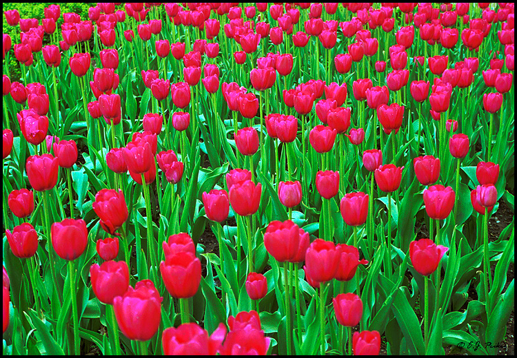 Tulips, Mansfield, OH
