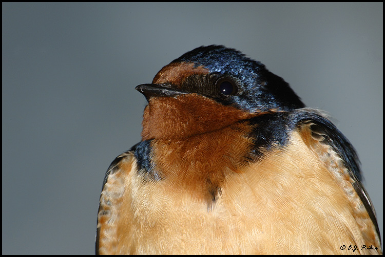 Barn Swallow, Point Pelee, ON