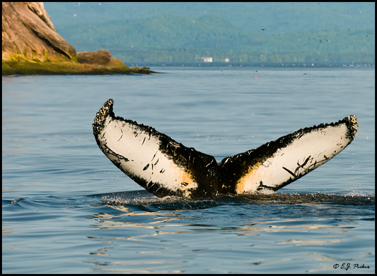 Humpback Whale, Ile Bonaventure, Quebec