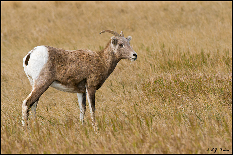 Bighorn Sheep,Badlands NP, SD