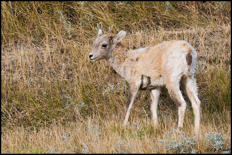 Bighorn Sheep,Badlands NP, SD