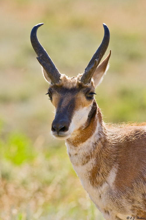 Pronghorn Antelope, Custer State Park, SD