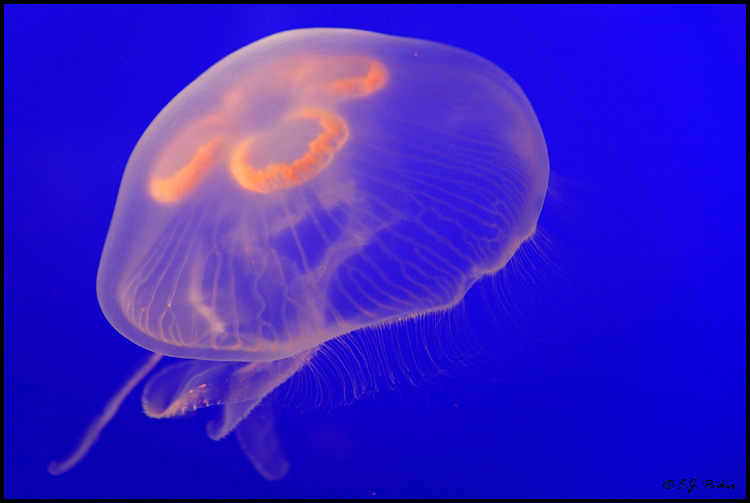Jellyfish, Gatlinburg, TN