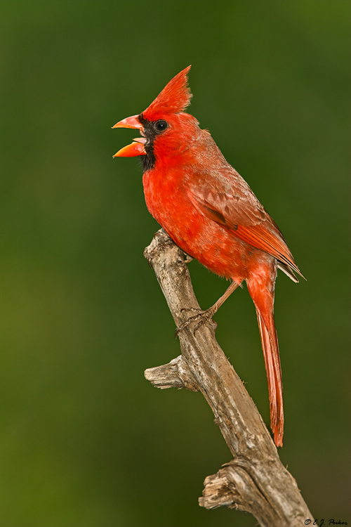 Northern Cardinal, Roma, TX