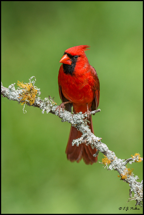 Northern Cardinal, Galveston, TX