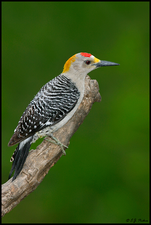 Golden-fronted Woodpecker, Roma, TX