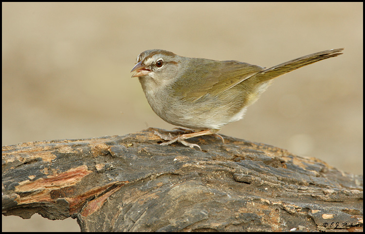 Olive Sparrow, Roma, TX