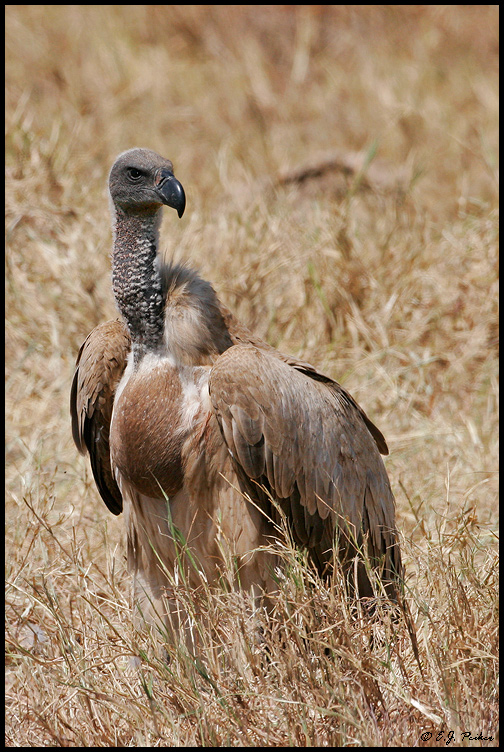 White-backed Vulture, Tanzania