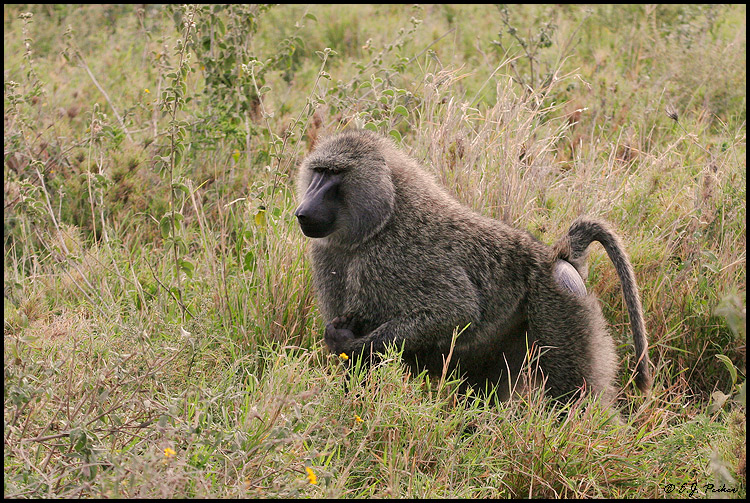 Baboon, Tanzania