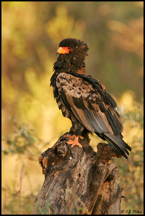 Bateleur Eagle, Tanzania