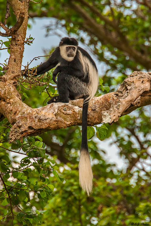 Colobus Monkey, Tanzania