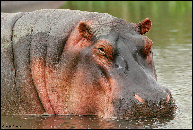 Hippopotamus, Tanzania