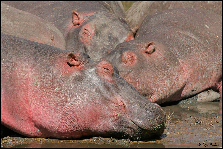 Hippopotamus, Tanzania