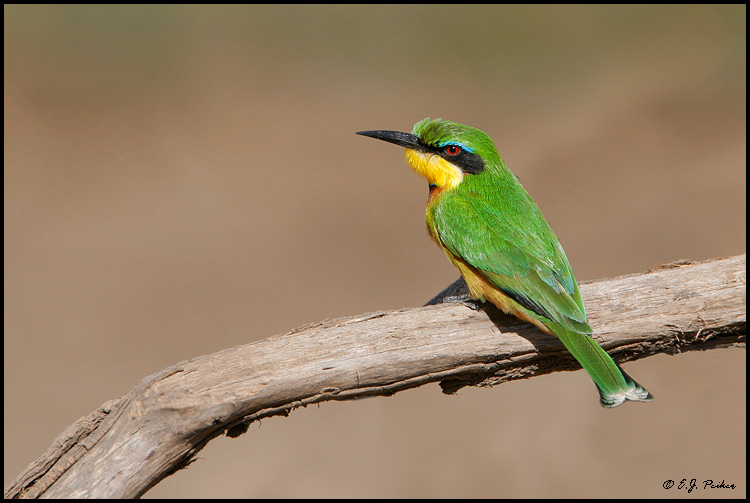 Little Bee-eaterr, Tanzania