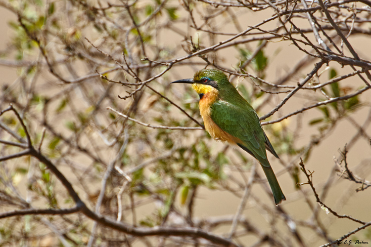 Little Bee-eaterr, Tanzania