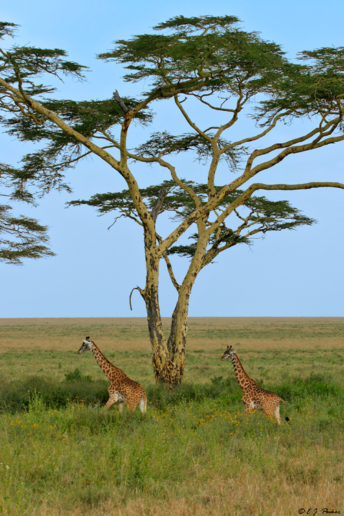 Maasai Giraffe, Tanzania