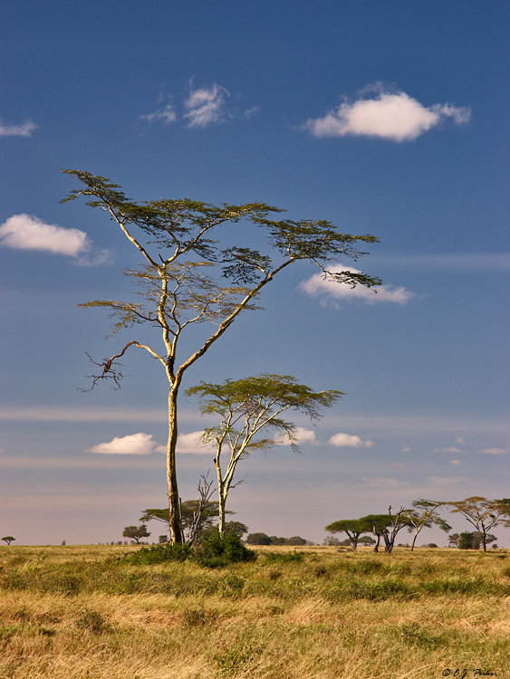 Seremngeti, Tanzania