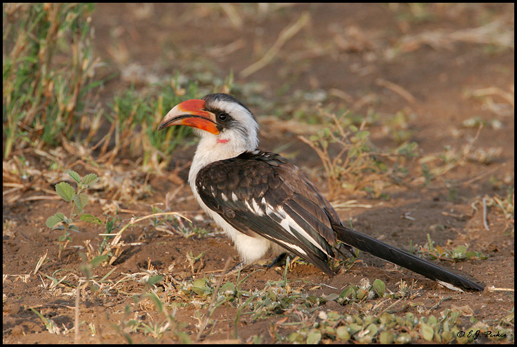 Von der Decken's Hornbill, Tanzania