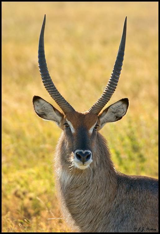 Tanzanian Wildlife