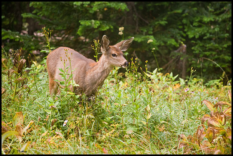 Black-tailed Deer, Rainier NP, WA
