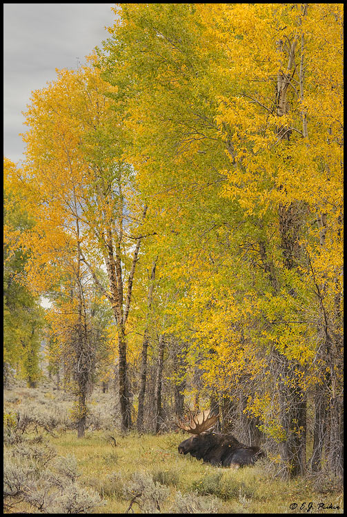 Moose, Grand Teton NP, WY