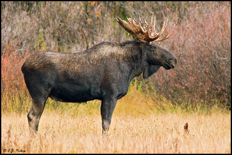Moose, Grand Teton NP, WY