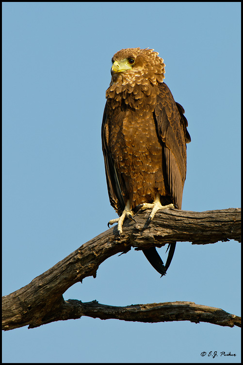 Bateleur Eagle, South Africa