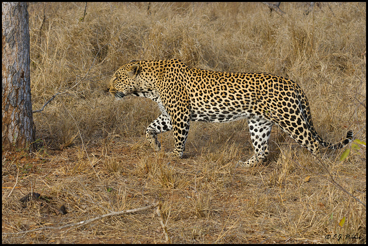 Leopard, South Africa
