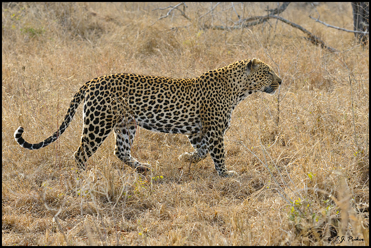 Leopard, South Africa