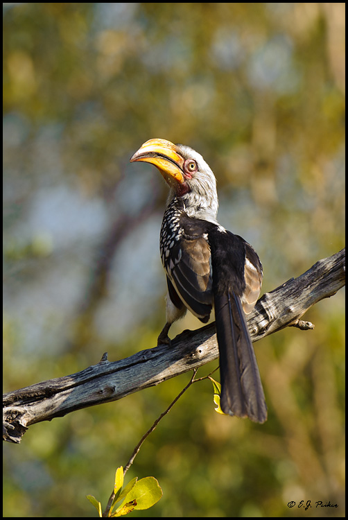Yellow-billed Hornbill, South Africa