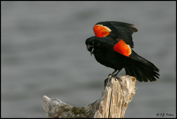 Red-winged Blackbird, Arivaca, AZ