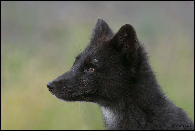 Arctic Blue Fox, Saint Paul, AK