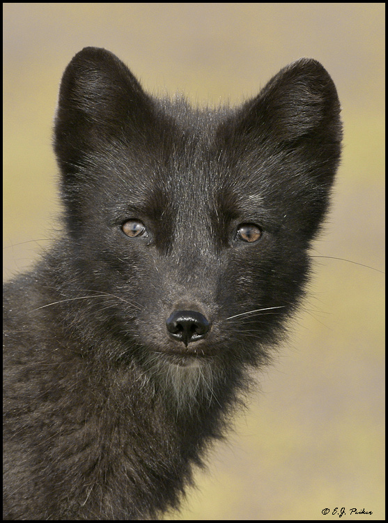 Arctic Blue Fox, Saint Paul, AK