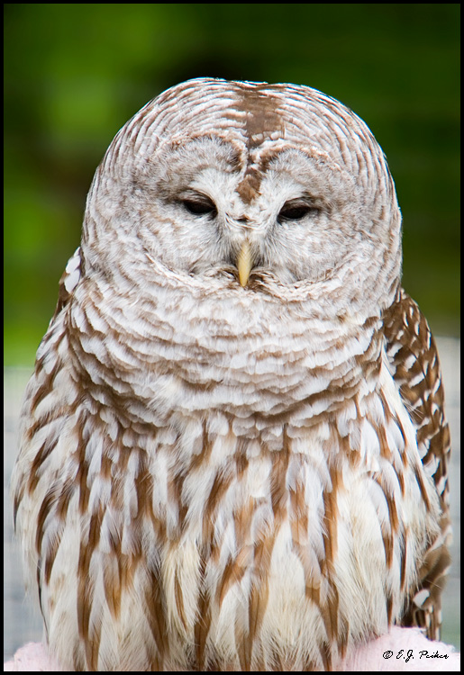 Barred Owl,Sitka, AK