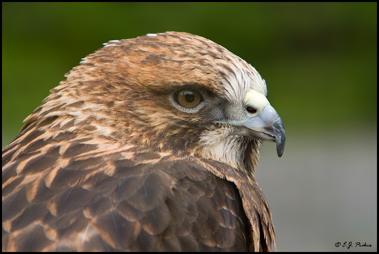 Red-tail Hawk, Sitka, AK